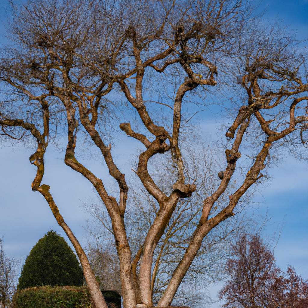 9 misure essenziali per un taglio degli alberi di successo