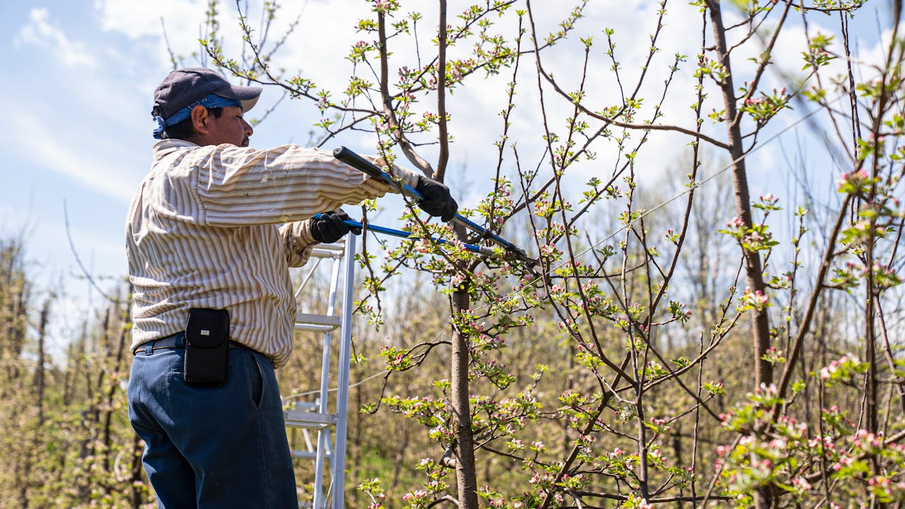 The Key Stages of Tree Pruning: A Comprehensive Overview