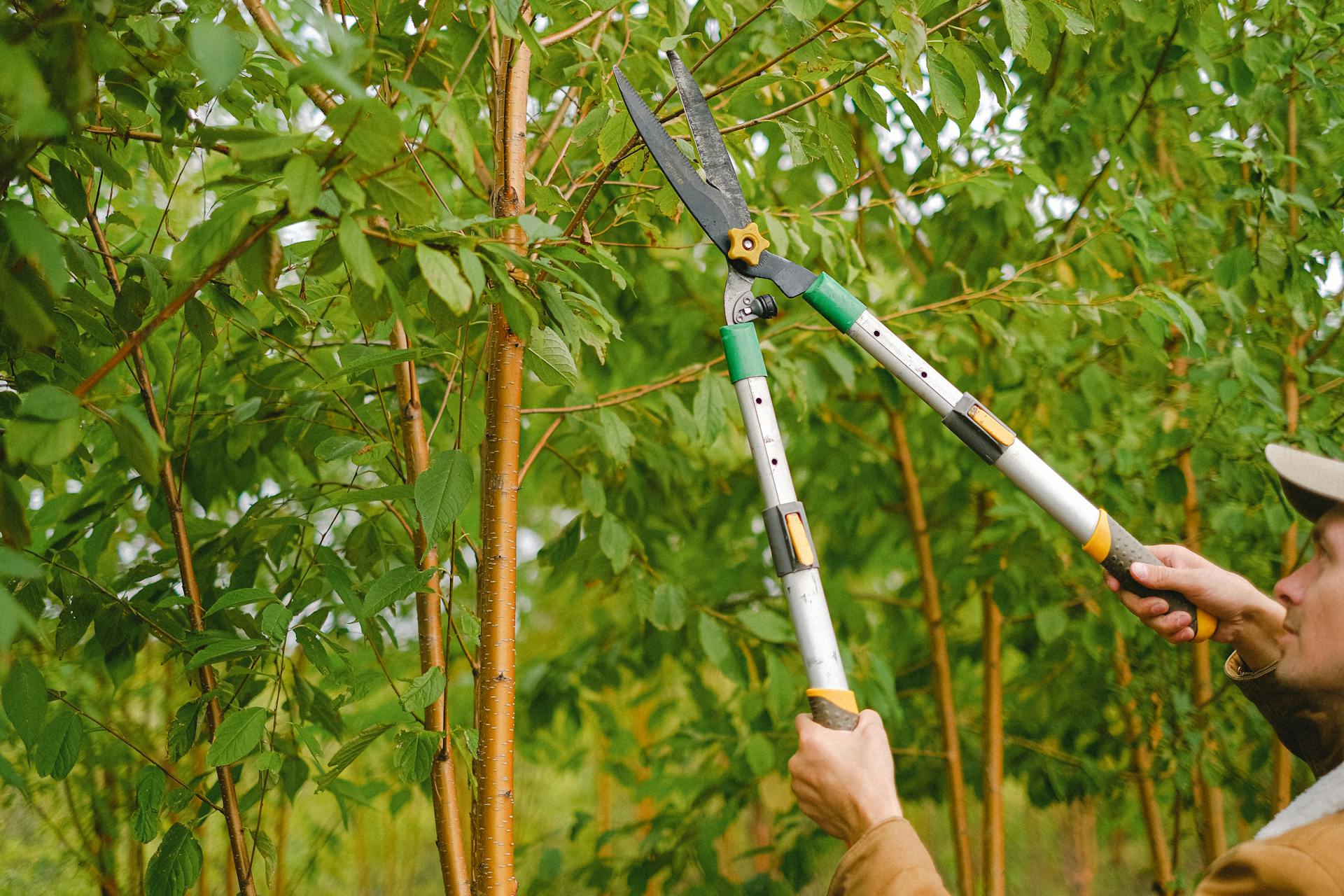 Scopri i segreti dell'elagaggio primaverile degli alberi!