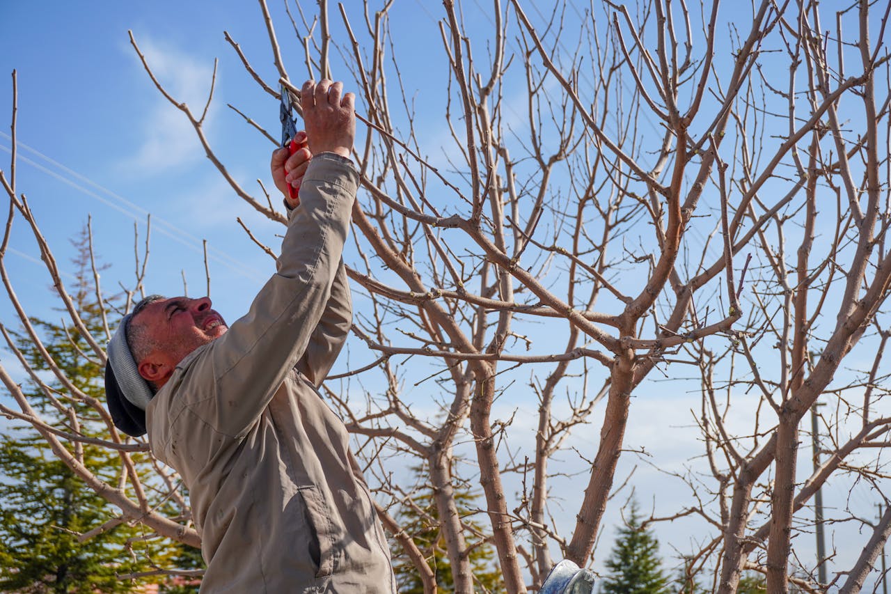 Est-ce possible d’élaguer un arbre pendant le printemps ?