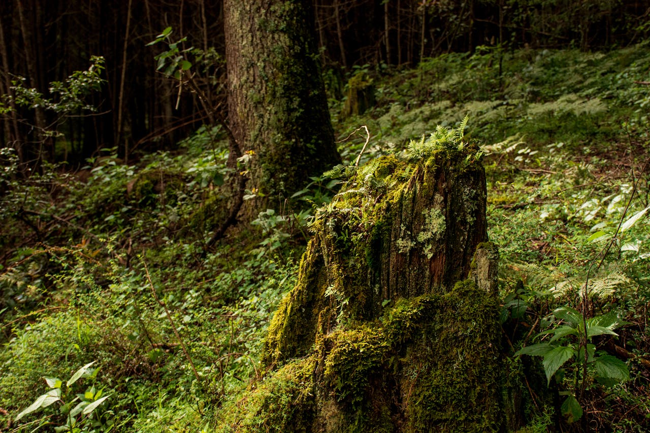 Comment le dessouchage d'arbres peut-il prévenir les infections fongiques ?