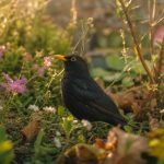 découvrez la symbolique du merle dans le jardin selon les vieilles croyances et légendes populaires, et apprenez ce que cet oiseau mystérieux représente.