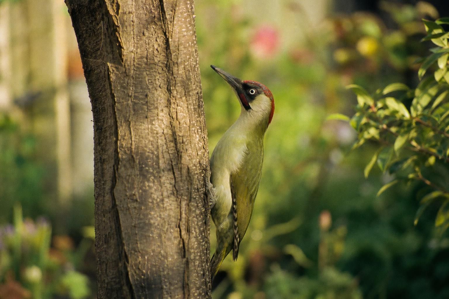 découvrez la signification de la présence du pic vert dans votre jardin et ce que cet oiseau symbolise dans la nature et aux alentours de votre maison.