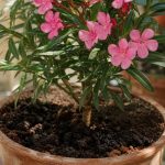 découvrez si le marc de café est un bon engrais pour le laurier rose ou s'il s'agit simplement d'une idée reçue, avec des conseils pour bien entretenir votre plante.