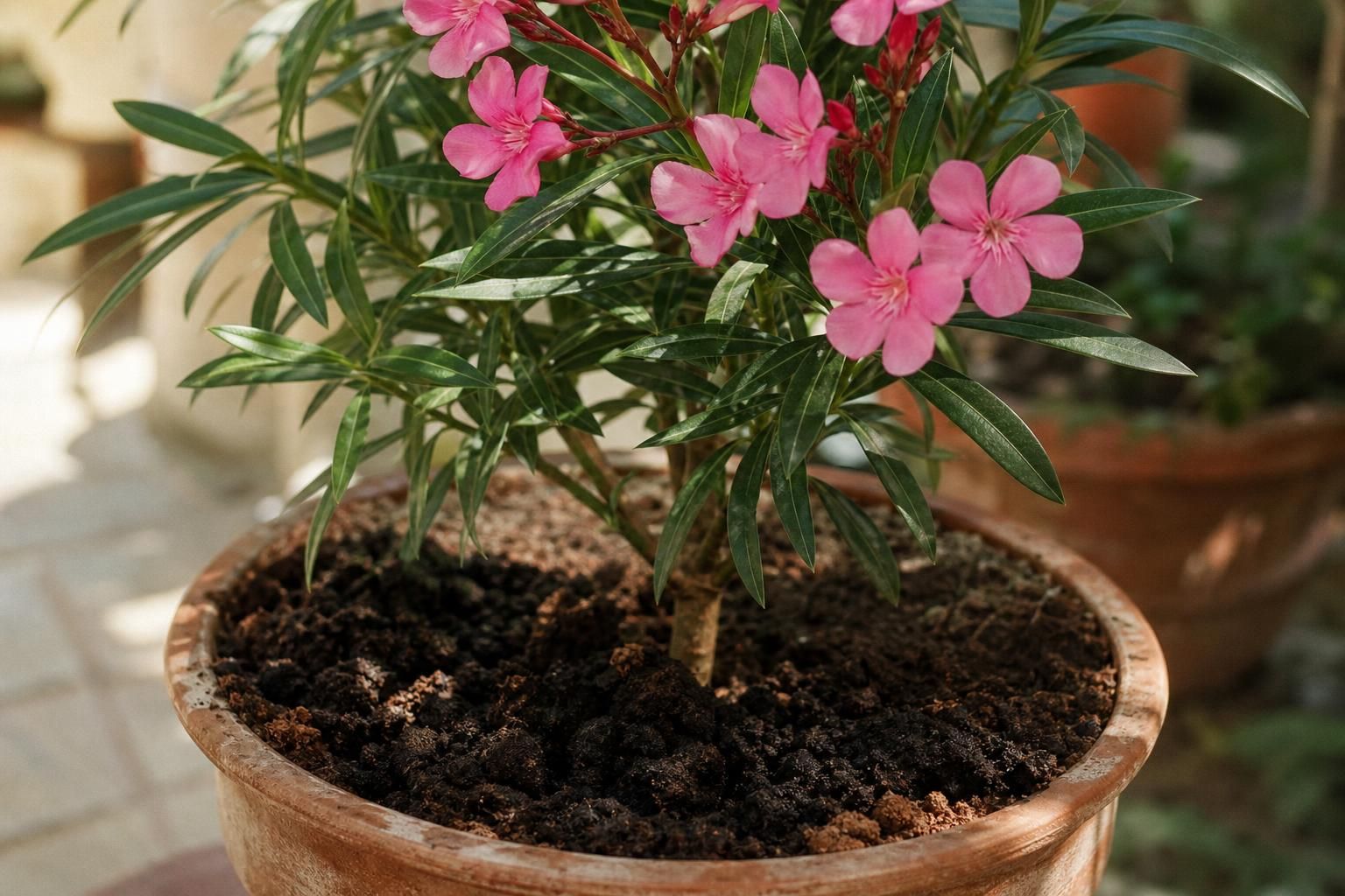 découvrez si le marc de café est un bon engrais pour le laurier rose ou s'il s'agit simplement d'une idée reçue, avec des conseils pour bien entretenir votre plante.