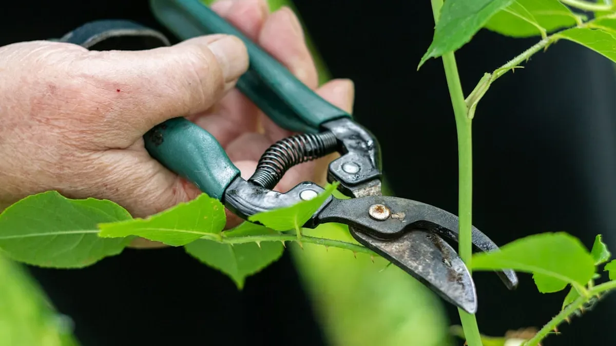 Le momento giusto per potare gli alberi: una guida dettagliata — Le momento giusto per potare gli alberi: una guida dettagliata