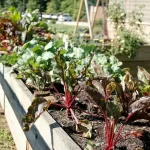 carre potager fait maison — Carré potager fait maison