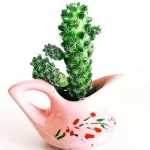 entretien cactus interieur — Entretien cactus intérieur : arrosage d'un cactus