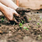 potager facile — Potager facile : premier potager