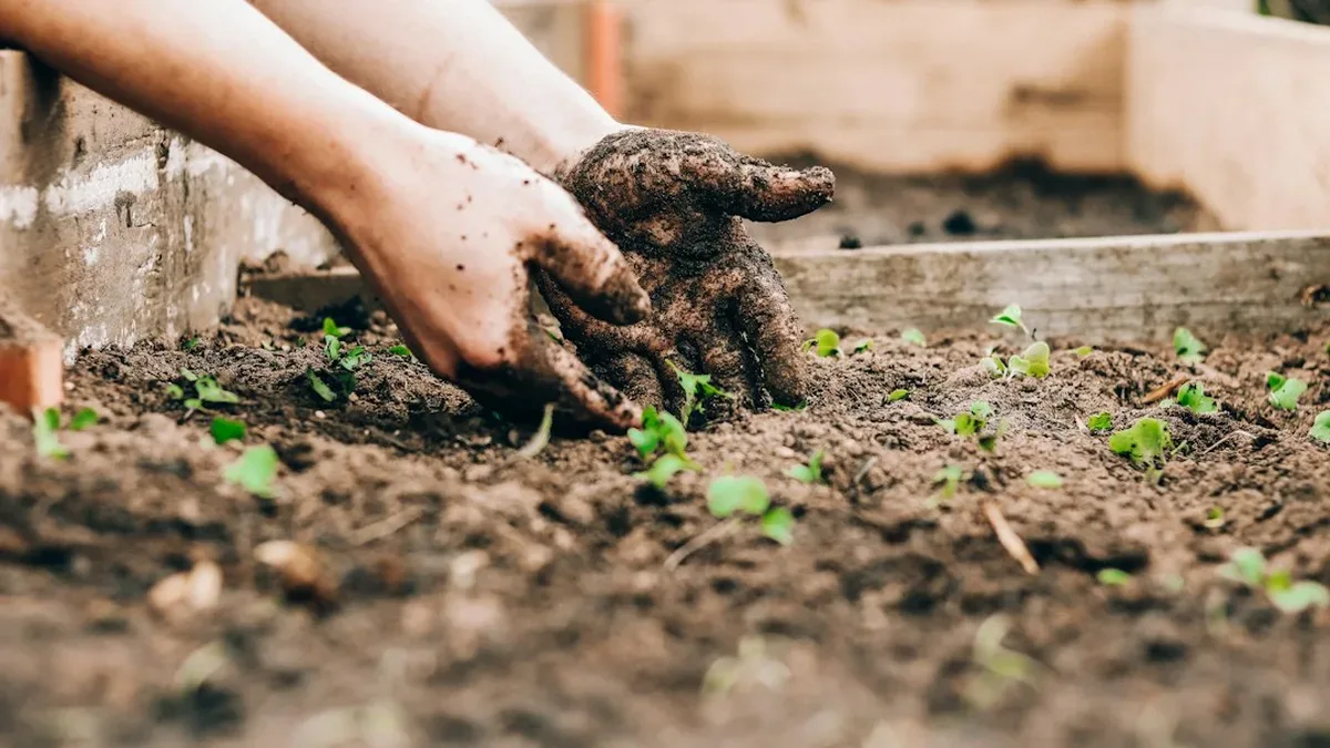 potager facile — Potager facile : premier potager